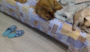 Приют для бездомных кошек