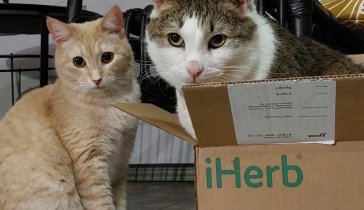 Нужна помощь в содержании котов. Осталась без работы
