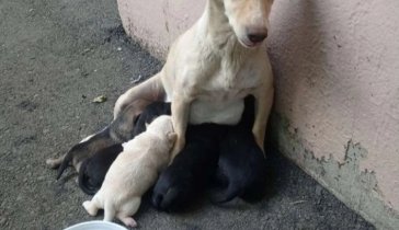Помощь выброшенной собачке с новорожденными щенками.