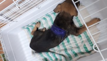 Ужас, не поддающийся описанию