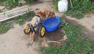 Приют для бездомных животных 