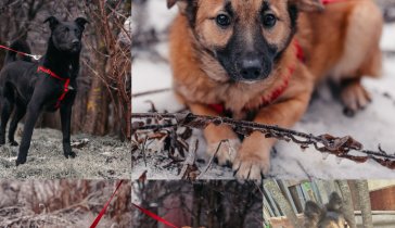 Срочный сбор на корма для животных.