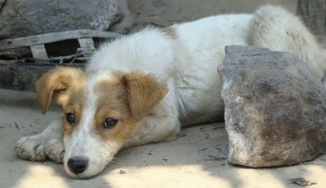 Помощь Бездомных животных
