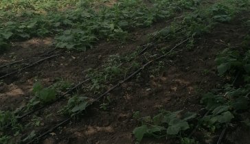 Выращивание овощей, ягод и грибов круглый год