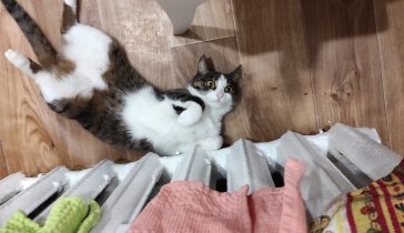 На корм кошке