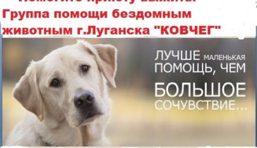 Приют для бездомных животных 