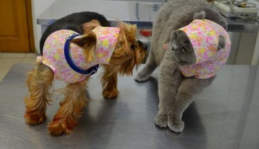 Послеоперационные бандажи для домашних животных