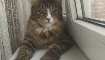Операция котёнка