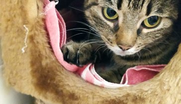 Котьке на лечение