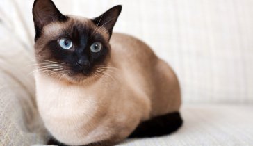 Сбор средств на покупку корма для животных