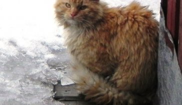 Помогите кошечки