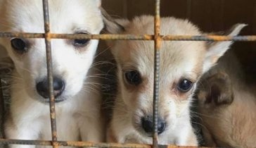 Поможем четвероногим