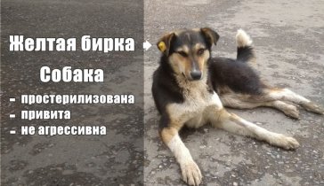 Отлов и стерилизация бездомных собак