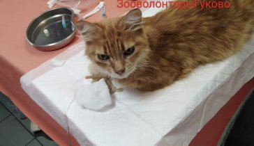 Помощь бездомным животным. Лечение бездомной кошки.
