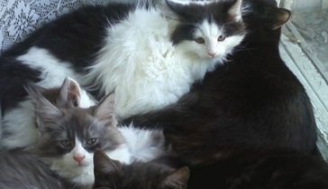 На корм котам.