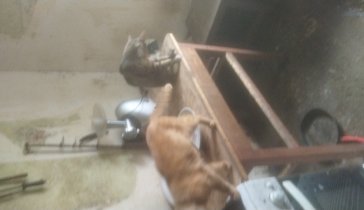 Коммуналка и на еду