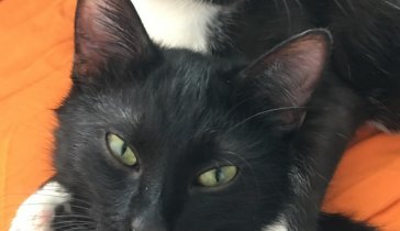 Кошкин дом