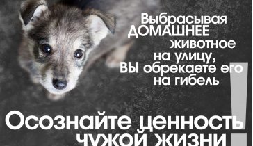 Приют для бездомных собак «ЖИЗНЬ»