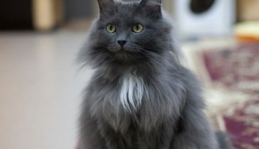 Приют бездомных животных