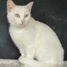 Лилия хазинуровна Салимова