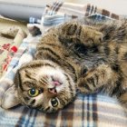 Анна