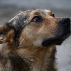 Николай