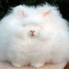Карина