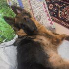 Авдохина Наталья Олеговна