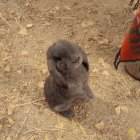 Евгения
