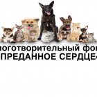 Верное сердце