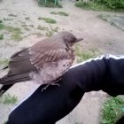 Евгения