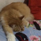 Анатолий