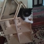 Анастасия Четырчинская