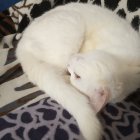 Dimondjiji