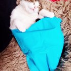 Алла