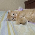 Анжелика Алексеевна Никуличева