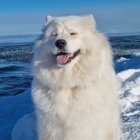 Антон Плотников