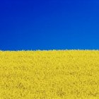 Миха