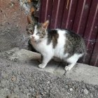 Наталья Миронова