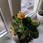 Александр Михайлович М игин